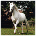 Shagya Horse: ,   